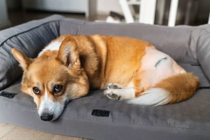 A Pet Owner's Guide to FHO Surgery in Dogs
