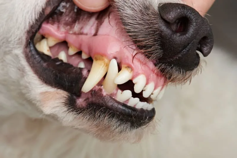 Common Dental Problems in Dogs