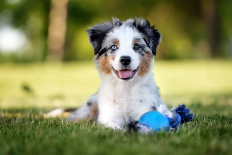 Your Puppy's First Year: What You Need to Know