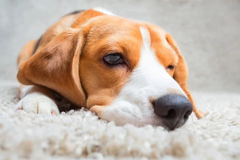 What You Should Know About Seizures in Dogs