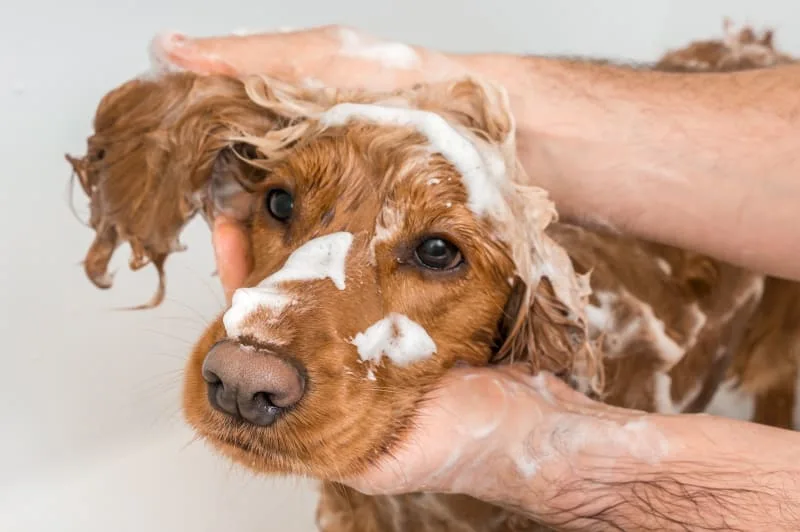 How Often Should I Bathe My Dog?