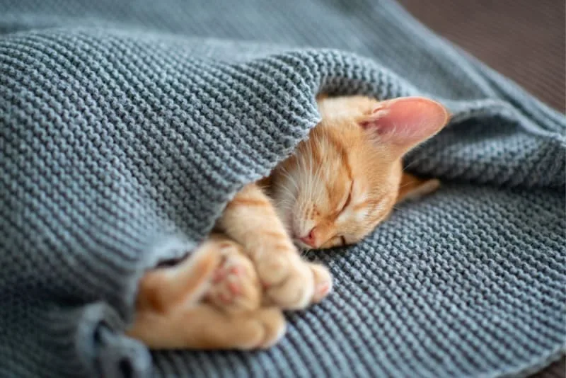 How to Take Care of a Kitten: Complete Guide
