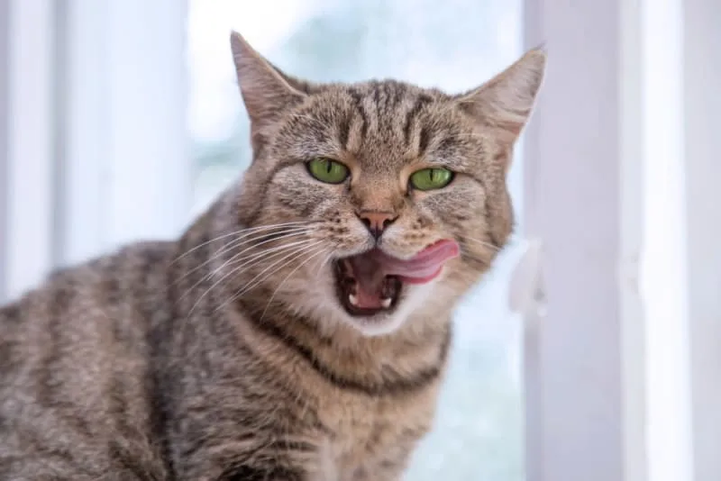 Common Cat Dental Problems