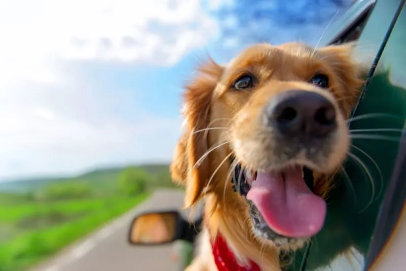 Taking a Road Trip With Your Dog: Everything You Should Know
