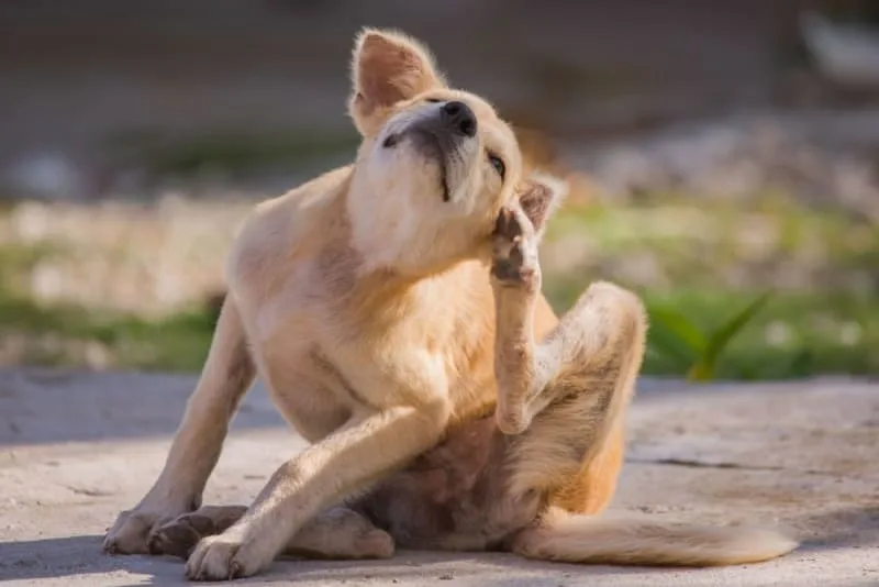 Dandruff in Dogs: Causes & Treatment