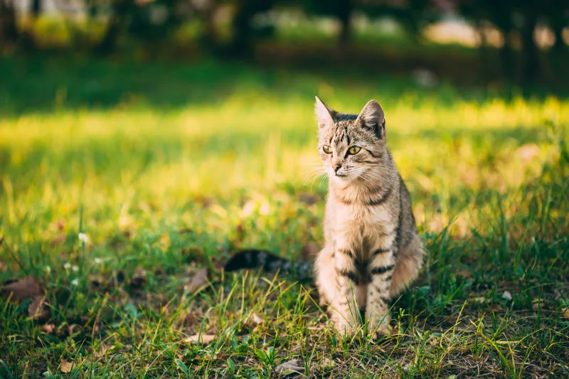 How Common is Rabies in Cats?