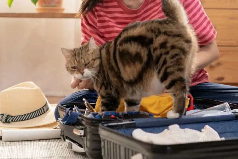 Traveling With a Cat