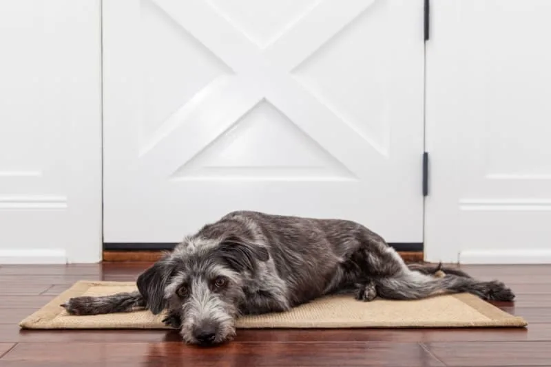 Diabetes in Dogs: Symptoms & Treatment