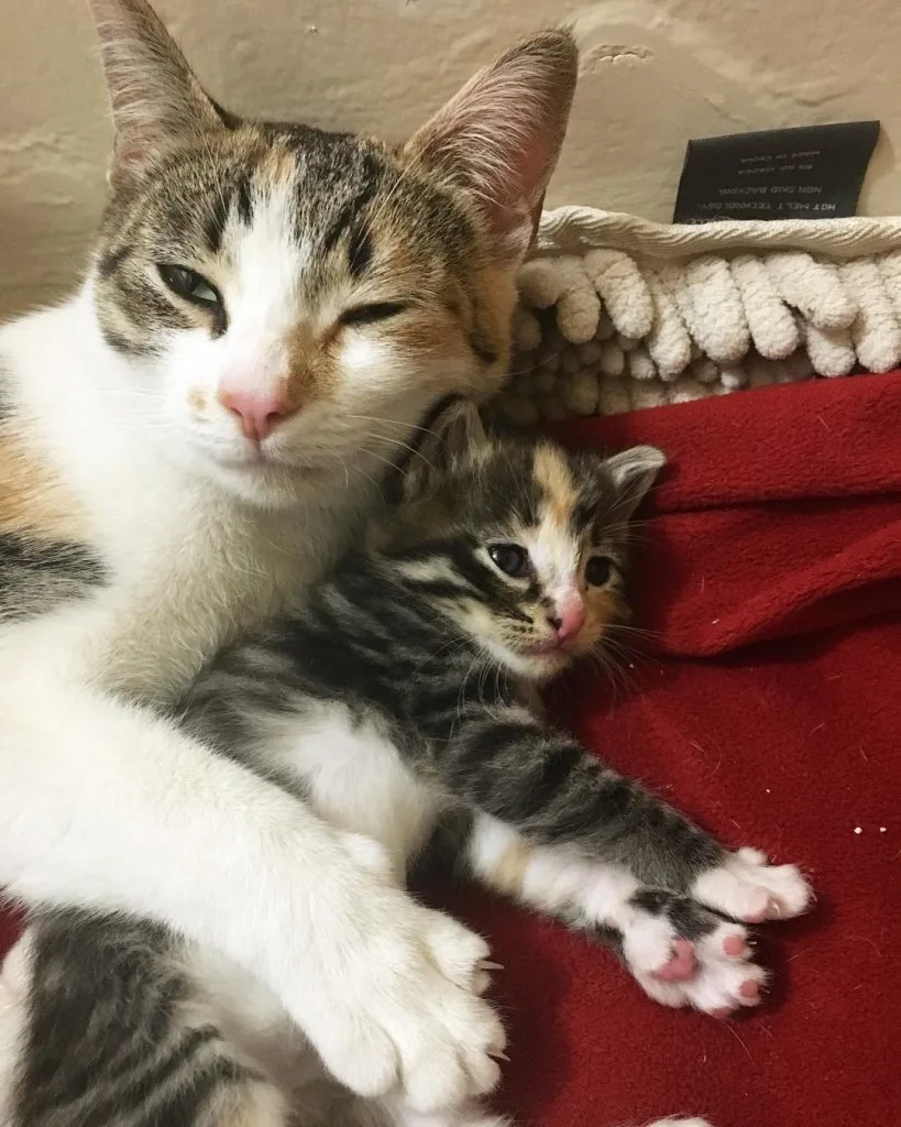cat and kitten after vet exam