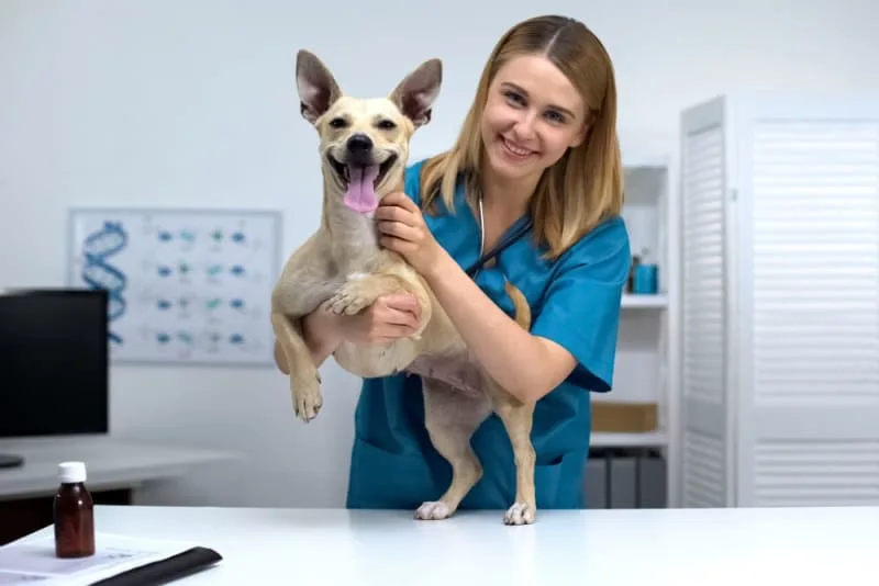 How Often Do You Take a Dog to the Vet?