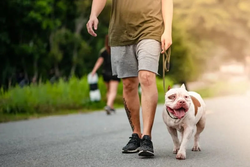 Kidney Infections & Problems in Dogs