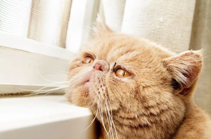 Aging cats: When Is a Cat Considered a Senior?