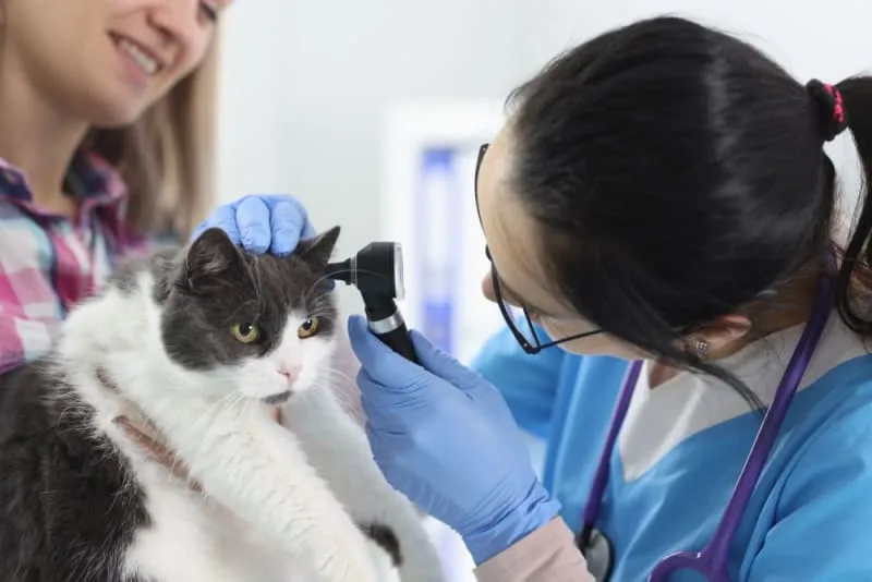 Aural Hematoma in Cats: When is Surgery Needed