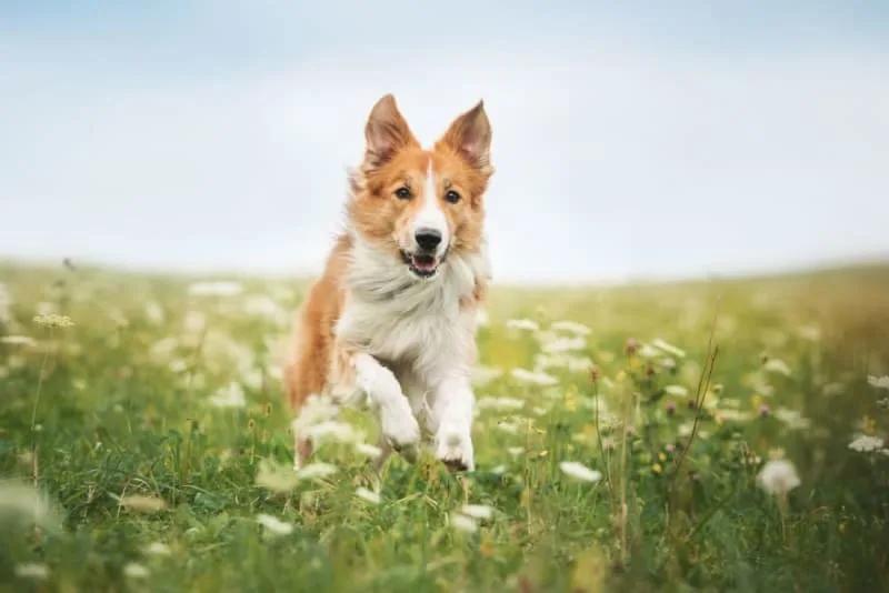 TTA Surgery for Cruciate Ligament Ruptures in Dogs