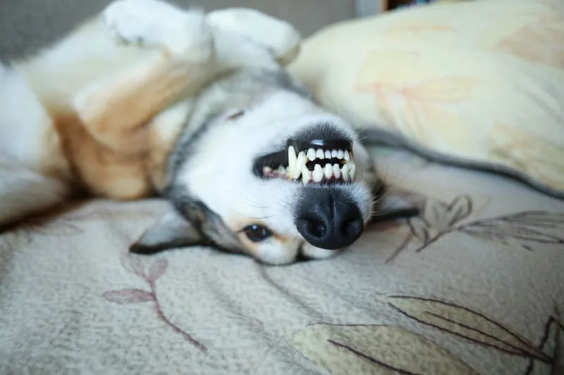 How Does Plaque & Tartar Form On My Dogs Teeth?