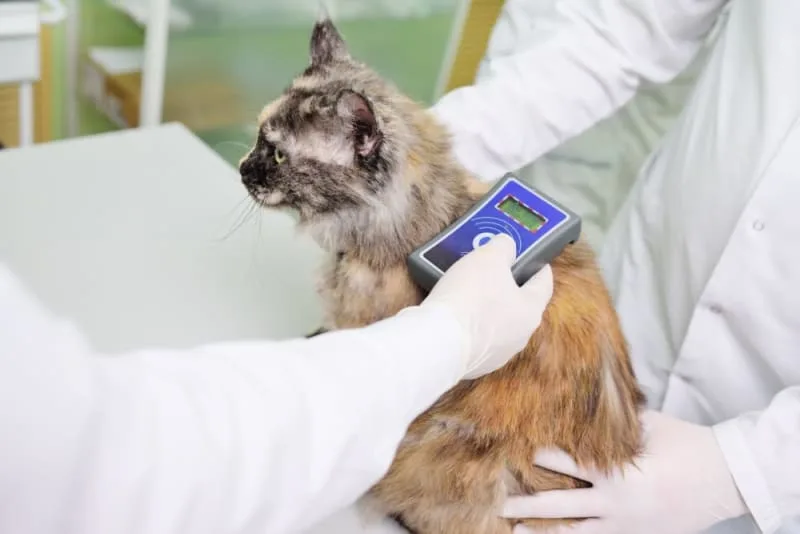 Should I Get My Cat Microchipped?