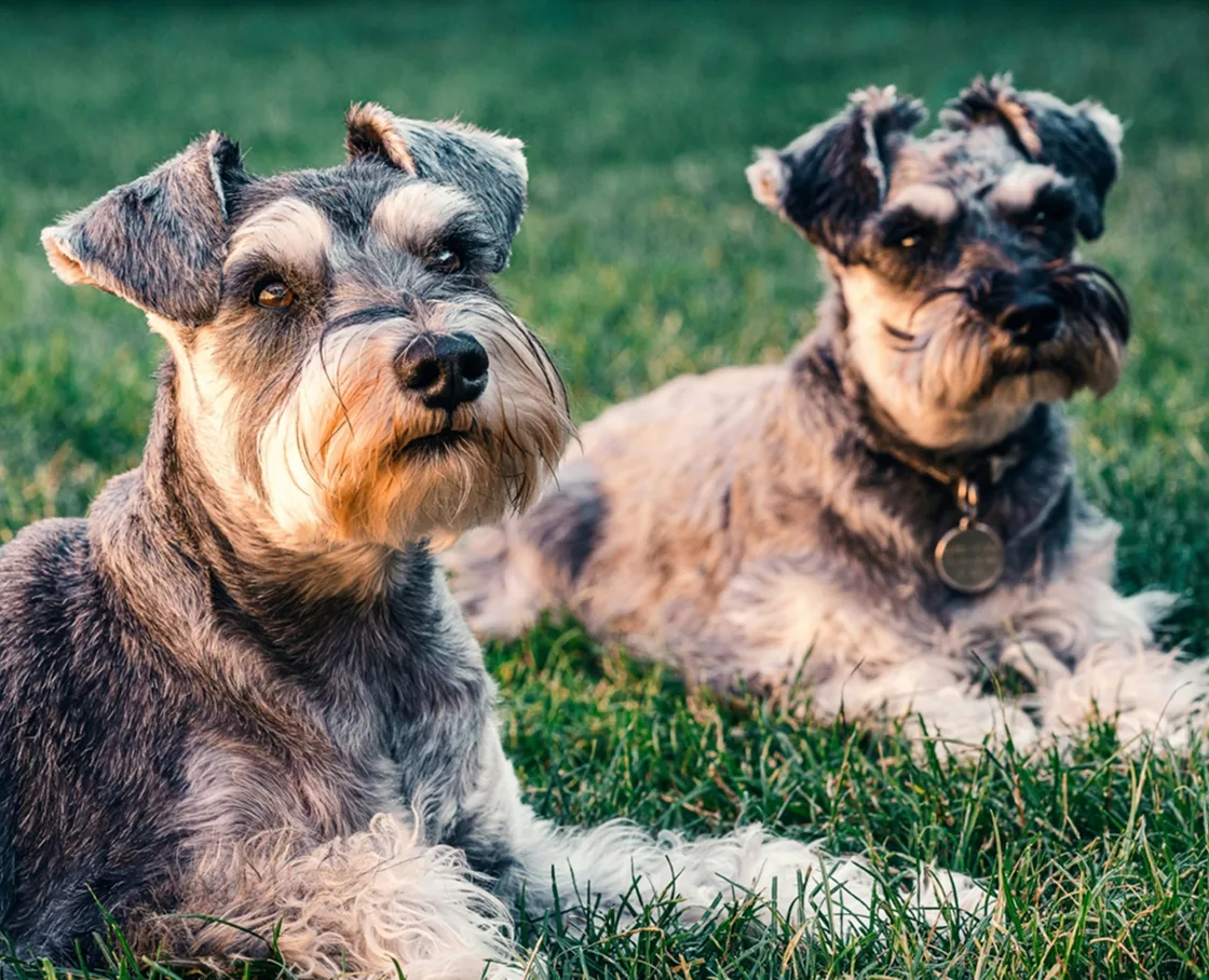 Two salt-and-pepper Miniature Schnauzers lying on grass at golden hour