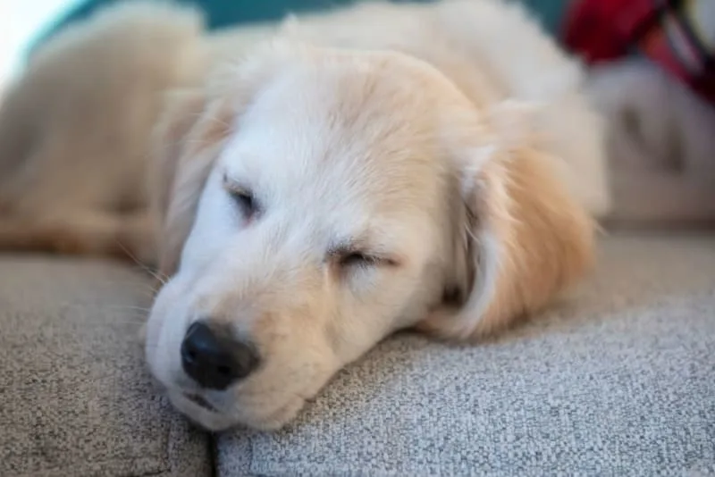 Signs of Pain & Discomfort in Dogs