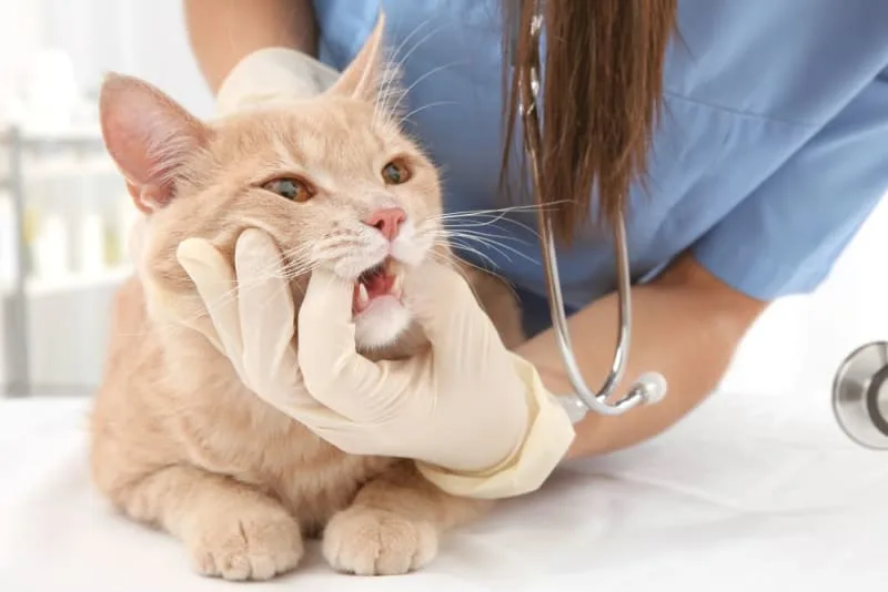Cat Gingivitis: Causes, Symptoms, & Treatment