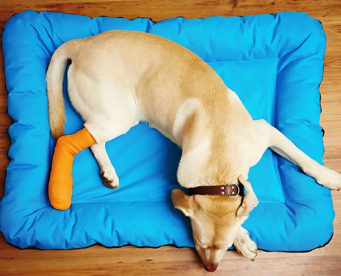 A Labrador with an orange leg cast rests on a blue dog bed.