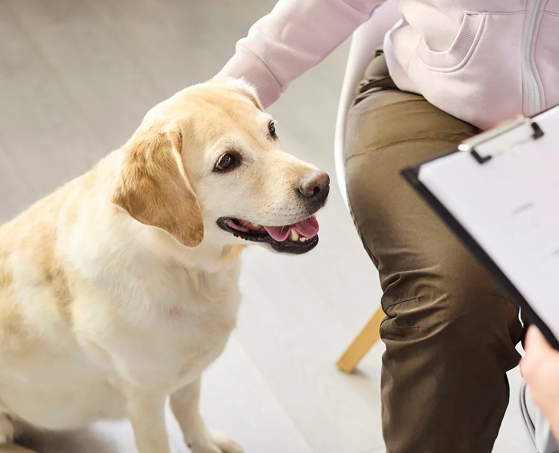 holistic care yellow lab vet exam