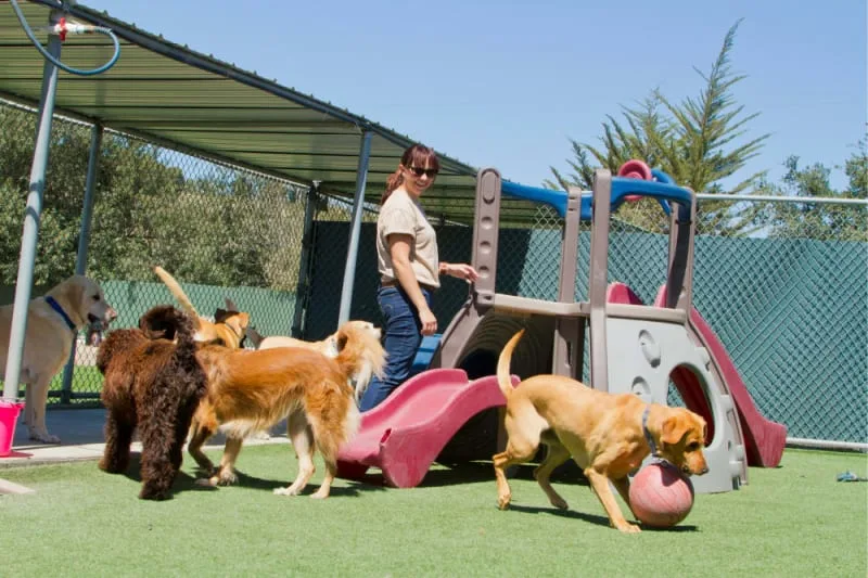 Required Shots for Dog Boarding