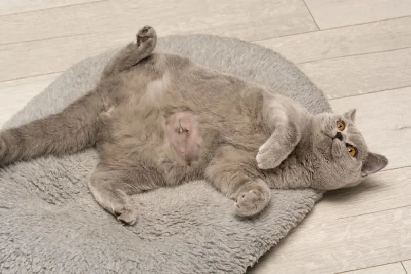 Cat Hernia Surgery