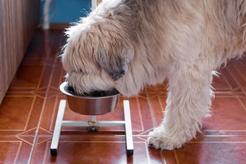 The Best Dog Food for Senior Dogs