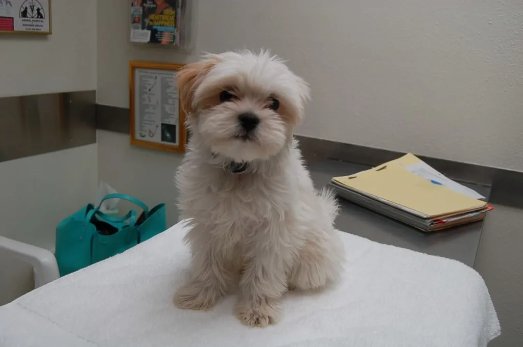 dog prepared for rectal exam