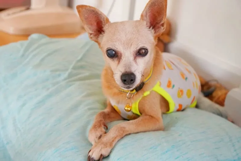 Cataract Surgery for Dogs