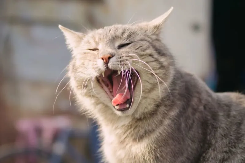 Why Does My Cat's Breath Smell Bad?