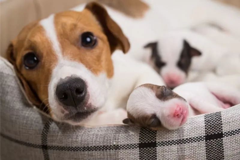 How Do I Know If My Dog Needs A C-Section?