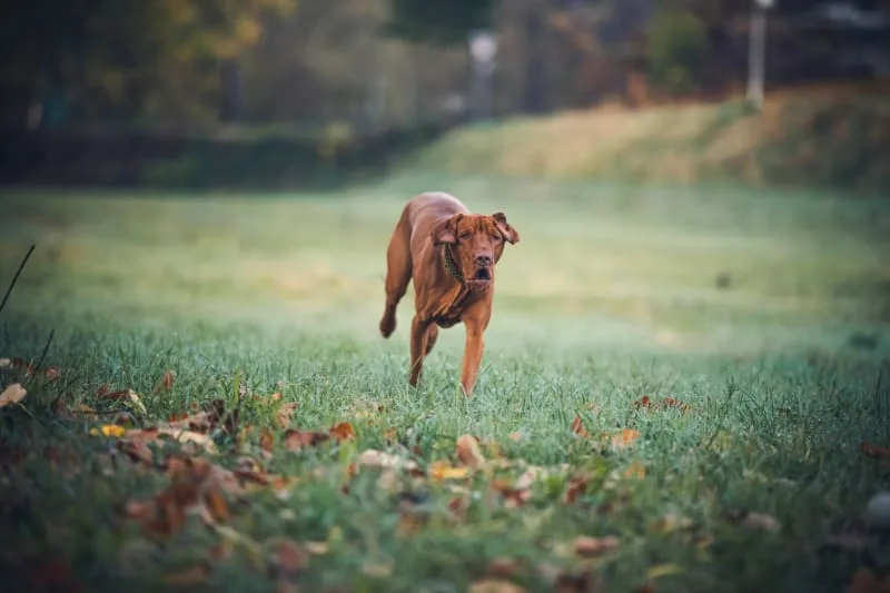 Why Should I Microchip My Dog?