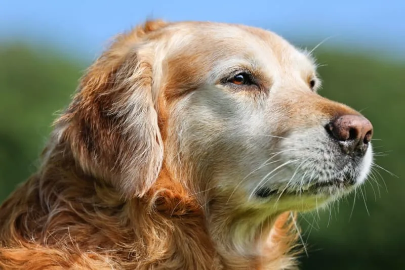 How to Take Care of a Senior Dog: Tips & Advice