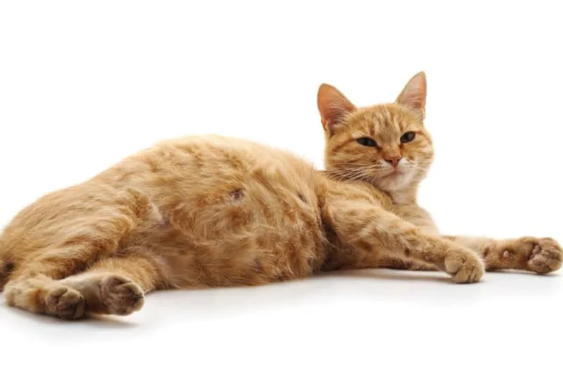 How to Tell if My Cat is Pregnant?