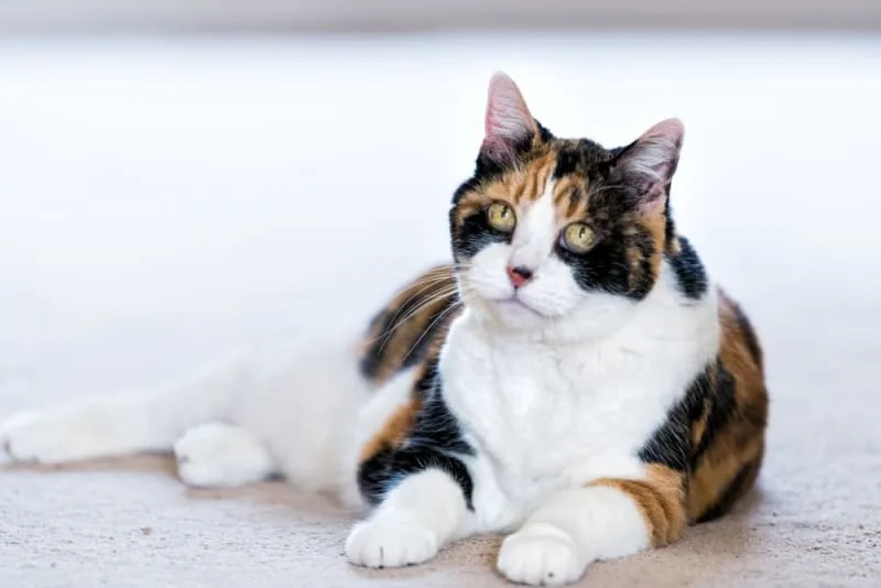 Hyperthyroidism in Cats