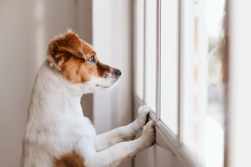 How Long Can You Leave a Dog Alone?