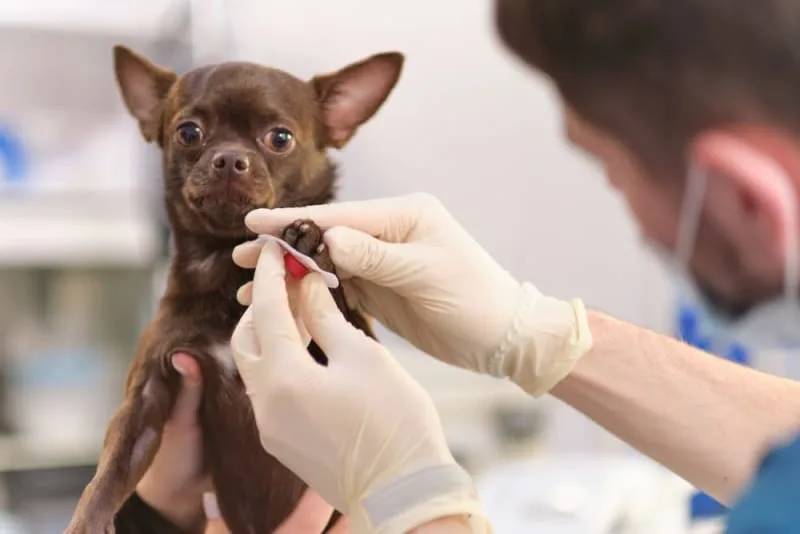 ECG For Pets: When It's Needed