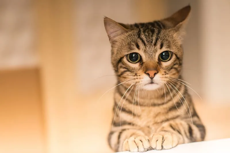 Is your cat breathing fast? Here Are Some Possible Reasons Why