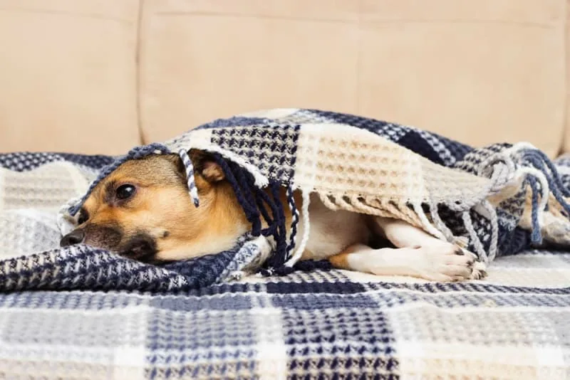 Signs of Pain or Discomfort in Dogs