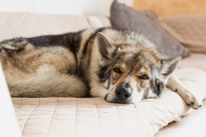 What is Kennel Cough in Dogs? Symptoms, Treatment & Prevention