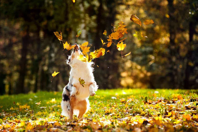Mold Allergy in Dogs: Symptoms & Treatment