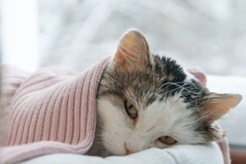 Fever In Cats: Causes, Symptoms And What To Do