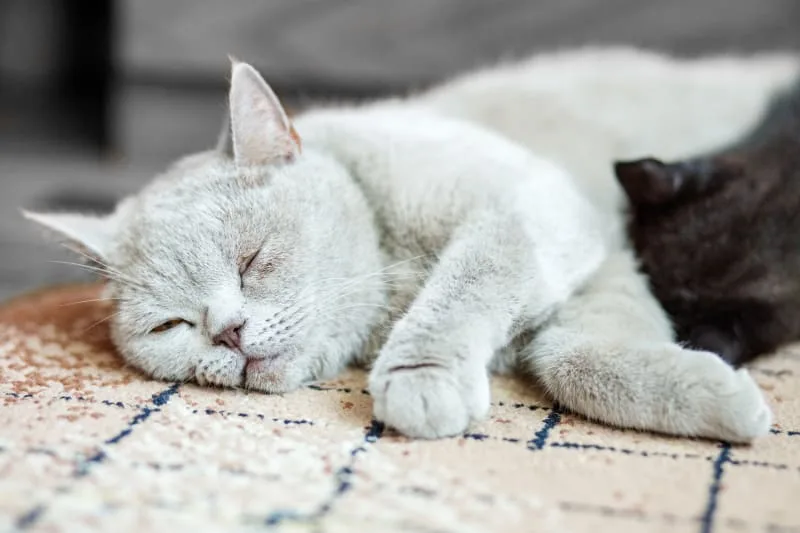 Asthma in Cats