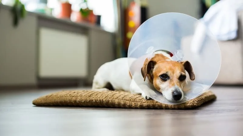How can I help my dog recover after surgery?