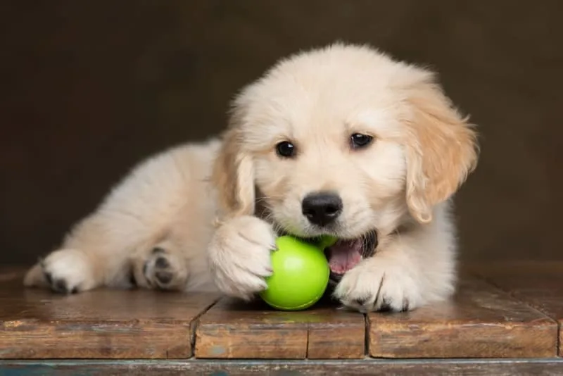 Puppy Teething: Tips & Tricks