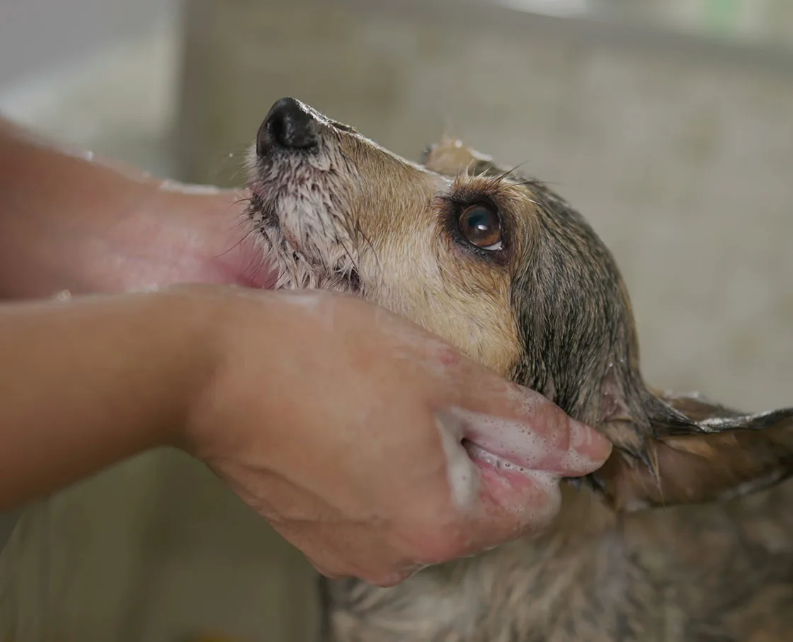 mixed breed dog face being washed