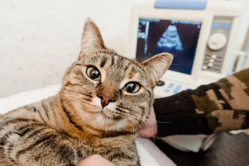 Diagnostic Imaging for Your Dog or Cat