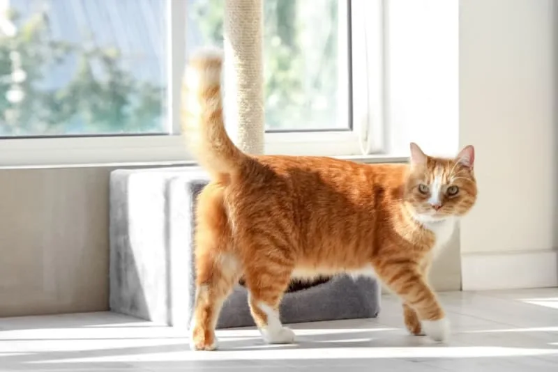 Why is my cat peeing outside of the litterbox?