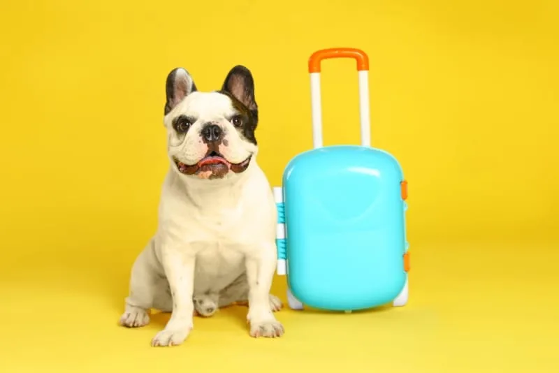 How Long Can I Leave My Dog Alone?